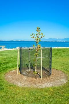 Decorative tree planted on a shore, protected with steel-wire fence Stock Photos