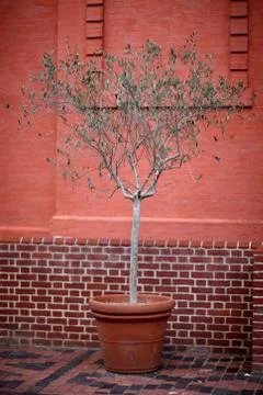 Decorative tree in a pot on a background of red brick wall Foto stock