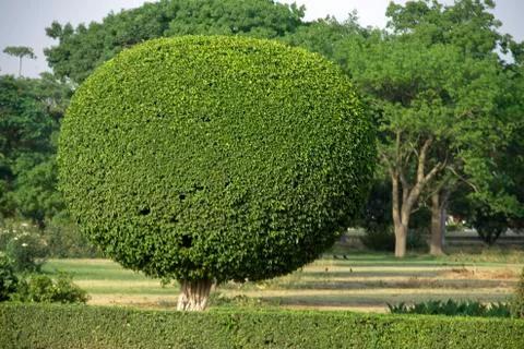 Decorative Tree Pruning Stock Photos