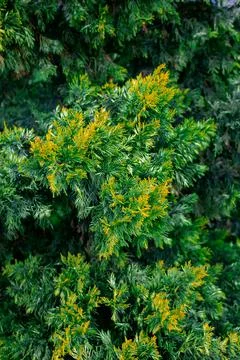 Decorative tree with renewed branches Stock Photos