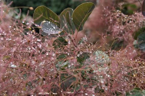Decorative tree. Wig tree flowers with dew drops. Stock Photos