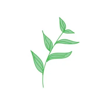 Decorative Tropical Leaf Hand Drawn Illustration Stock Illustration