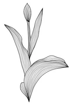Decorative tulip flower Stock Illustration