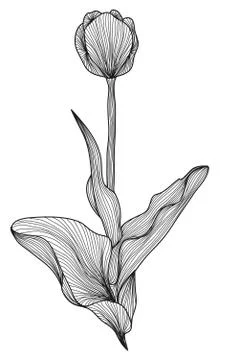 Decorative tulip flower Stock Illustration