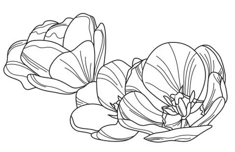 Decorative tulips Stock Illustration
