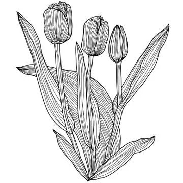 Decorative tulips Illustrazione stock