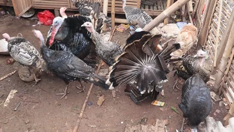 Decorative turkey Stock Footage 252890625