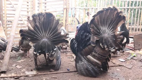 Decorative turkey Stock Footage 252890811