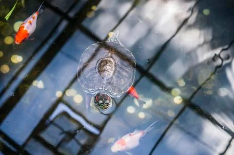 Decorative turtle and fish in an artificial pond. Stock Photos