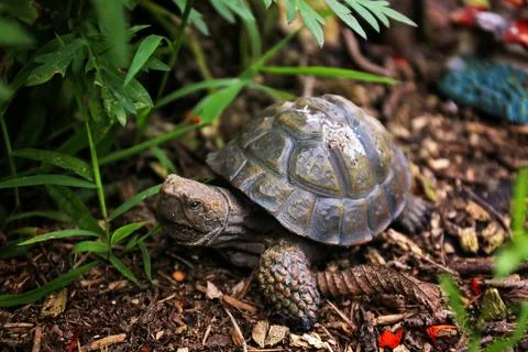 Decorative Turtle Statue Hiding in the Plants in the Garden Stock Photos
