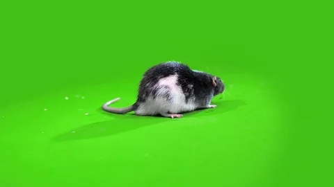 Decorative variegated rat Stock Footage 70629715