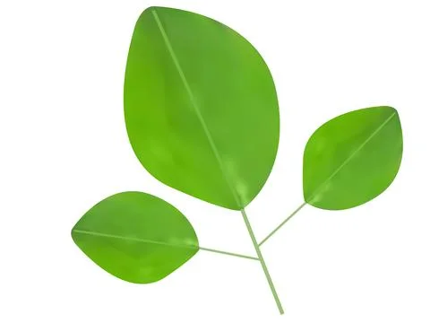 Decorative Vector leaves on white background. Stock Illustration