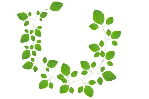 Decorative Vector leaves on white background. Stock Illustration