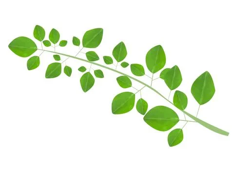 Decorative Vector leaves on white background. Stock Illustration