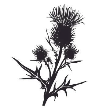 Decorative vector thistle (Carduus acanthoides) Stock Illustration