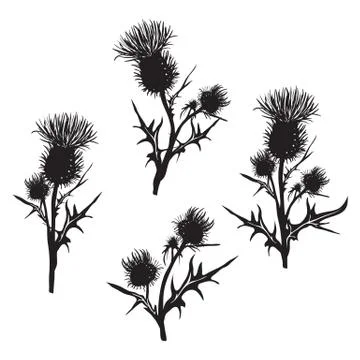 Decorative vector thistle (Carduus acanthoides) Stock Illustration