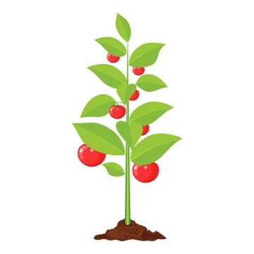 Decorative vegetable tree. Stock-Illustration
