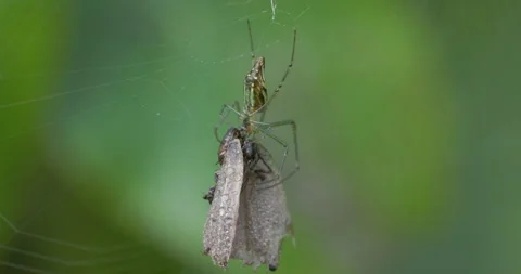 Decorative Vleispider devours a butterfly in its web on a cold winter morning Stock Footage 333144924