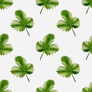 Decorative watercolor pattern featuring vibrant green leaves on a white bac.. Stock Illustration