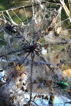 Decorative web with different spiders and insects in close-up. Stock Photos