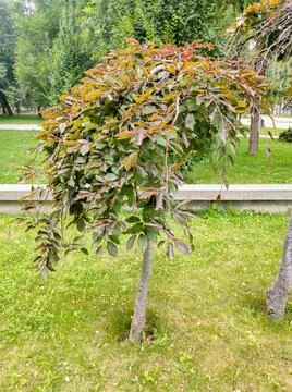 Decorative weeping crabapple tree on a stem with cascading purple-red folia.. Stock Photos