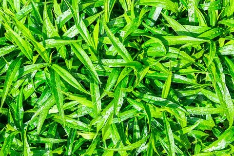 Decorative wet grass Stock Photos