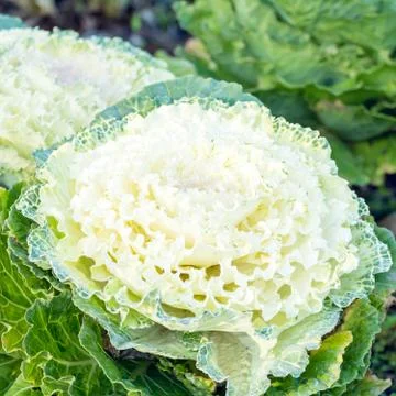 Decorative white cabbage Stock Photos