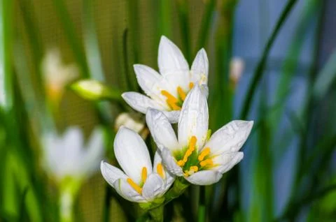 Decorative white flower rain lily Zephyranthes grandiflora Stock Photos