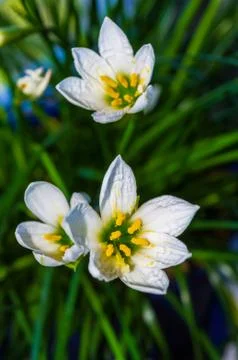 Decorative white flower rain lily Zephyranthes grandiflora Stock Photos