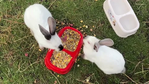 Decorative white rabbits with black nose... | Stock Video | Pond5