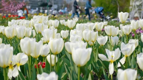 Decorative white tulips fluttering in the wind Stock Footage 109436617