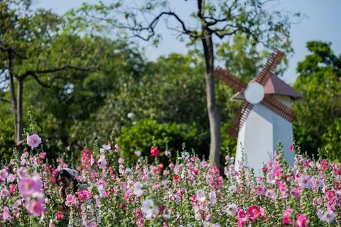 Decorative windmill structure in pink flower garden Foto stock