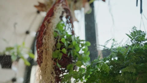 Decorative window featuring hanging plants and rustic brick setting. Interior Stock Footage 331452933