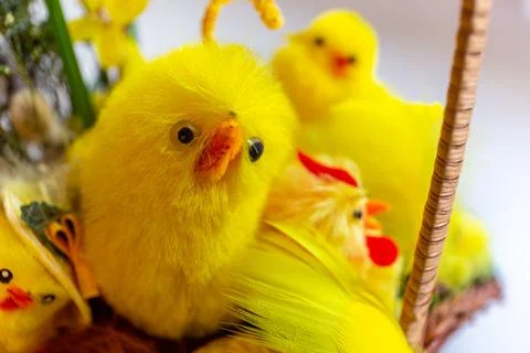 Decorative yellow Easter chicks in wicker Easter basket, close-up view. Фото