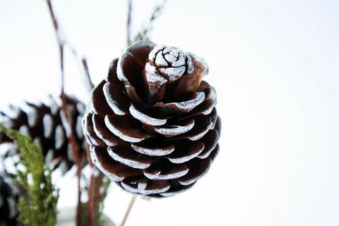 Decorative,natural pine cones Stock Photos