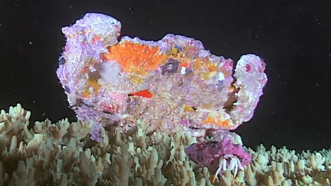 Decorator Crab and Hermit Crab Near Papua New Guinea and Indonesia Stock Footage 344786897
