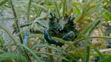Decorator crab, decorated with seagrass Stock Footage 86014236