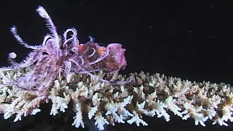 Decorator Crab Exploring Sea Lily Garden in Papua New Guinea 库存影片 322804846