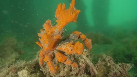 Decorator crab feeding close up Stock Footage 231947884