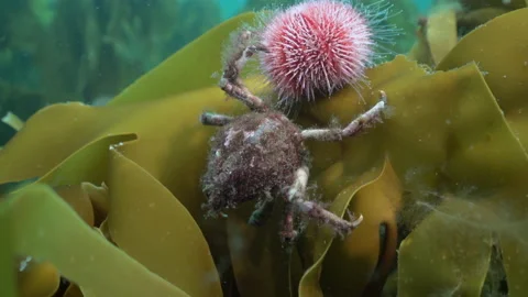 Decorator crab on kelp Stock Footage 136529595