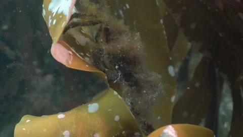 Decorator crab on kelp Stock Footage 136529755