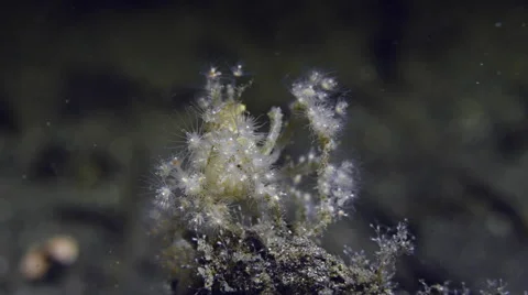 Decorator Crab at Night 2 Stock Footage 64268369