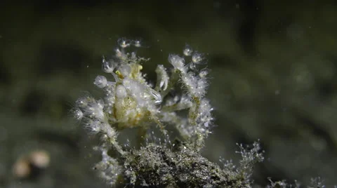 Decorator Crab at Night 2 Stock Footage 64268631