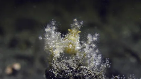 Decorator Crab at Night Stock Footage 64269474