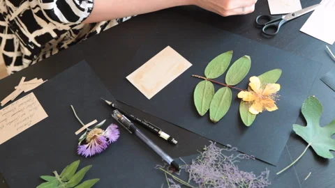 Decorator making a herbarium Stock Footage 146268256