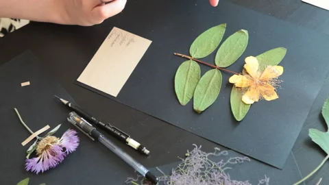 Decorator making a herbarium Stock Footage 146268260