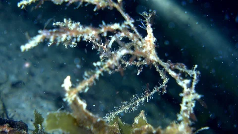 Decorator spider crab walking on rubble while catching prey Stock Footage 113027432