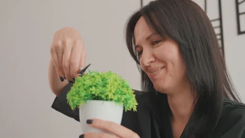 Decorator trims tiny indoor plant, Stylist carefully cuts small potted greenery Stock Footage 327479439
