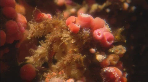 DecoratorCrabXCU Stockbeeldmateriaal 478189