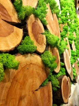 Decore background moss between cross section of the tree Stock Photos